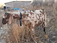 Ziege, Nubian Goat — Foto 2