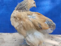 Brahma — Foto 6