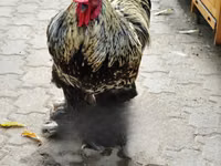 Shamo chickens — picha 2