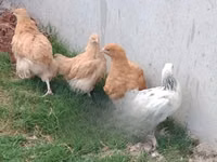 ऑर्पिंग्टन — फ़ोटो 1