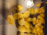 Chickens — Foto 4