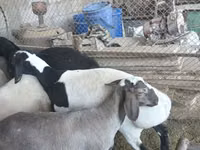 Widder, Rhon sheep — Foto 3