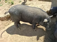 Boar — photo 2