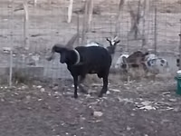 كبش, Shetland sheep — الصورة 6