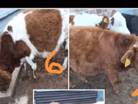 Ng'ombe (kikundi, jinsia haijatajwa), Simmental cattle — picha 1
