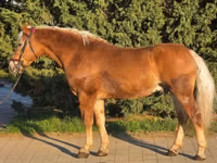 حصان, Haflinger — الصورة 1