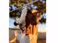 Billy Goat, Boer goat — photo 1