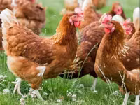 Chickens — 照片 3