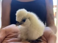 Seidenhuhn — Foto 6