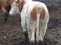 Ng'ombe dume, Simmental cattle — picha 2