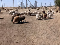 母羊, Edilbay sheep — 照片 8