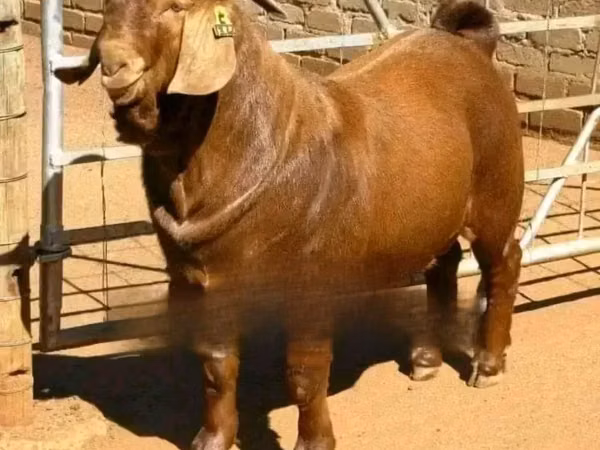 Mbuzi dume, Boer goat