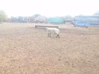 Widder, Shroshire sheep — Foto 4
