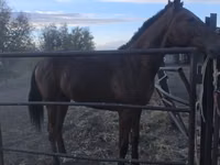 公马, Thoroughbred horse — 照片 3