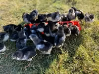 Australorp — photo 1