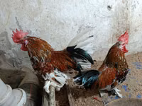 Chickens — Foto 1