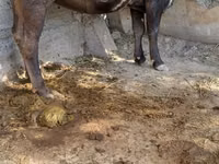 Ng'ombe jike, Ala-Tau breed — picha 1