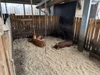 Boar — photo 4