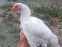 Chickens — foto 1