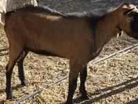 Ziegenbock, Alpine goat — Foto 1