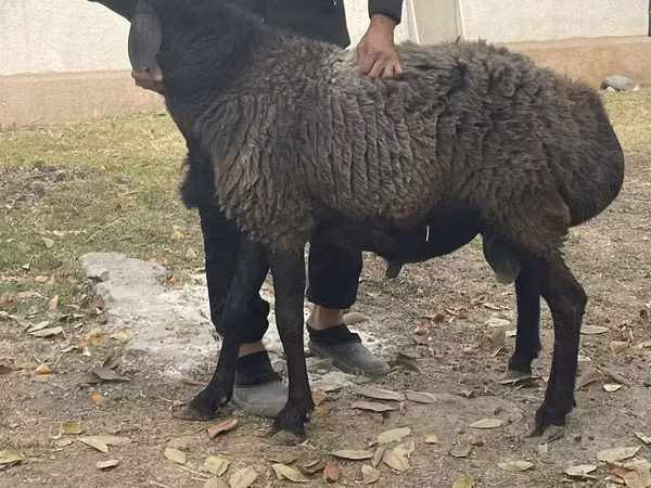Dume la kondoo, Rhon sheep