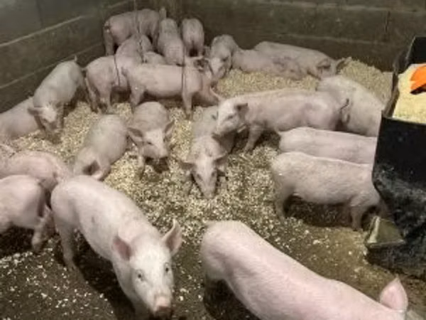 Boar, 