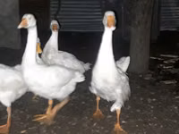 Geese — फ़ोटो 3