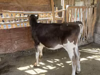 गाय, मवेशी — फ़ोटो 6