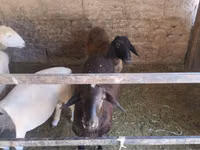Kondoo jike, Tian-Shan semifinewool sheep — picha 3