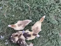 Ducks — picha 2
