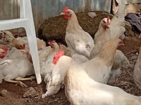 Gallinas Shamo — foto 1