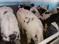 Ng'ombe (kikundi, jinsia haijatajwa), Simmental cattle — picha 4