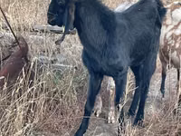 Ziege, Beetal goats — Foto 1