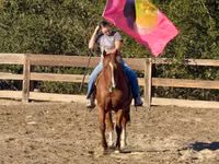 حصان, Quarter Horse — الصورة 5