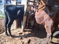 Ng'ombe jike, Red Estonian cattle — picha 5