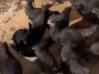 Chickens — picha 3