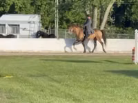 Farasi dume, Rocky Mountain Horse — picha 2