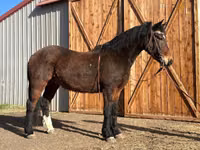 Farasi dume, Mustang — picha 1