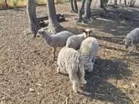 Ram, Sheep — photo 4