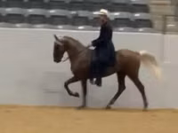 Hengst, Rocky Mountain Horse — Foto 5