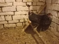 Chickens — الصورة 2