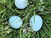 Quails — الصورة 1