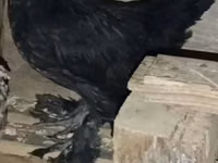 Chickens — Foto 4