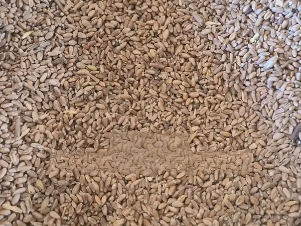 Animal Feeds Wheat (Ngano Ya Mifugo)