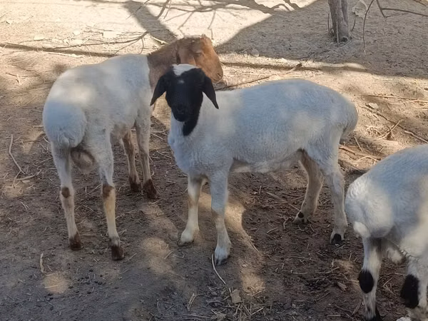 Dume la kondoo, Kondoo