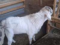 बकरा, Beetal goats — फ़ोटो 4