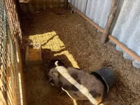 Säue, Schweine — Foto 5