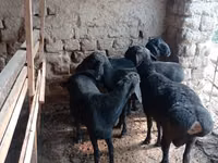 كبش, الأغنام — الصورة 2