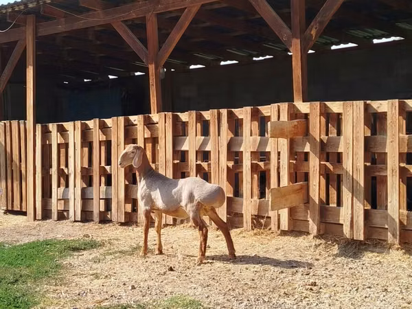 Dume la kondoo, Edilbay sheep