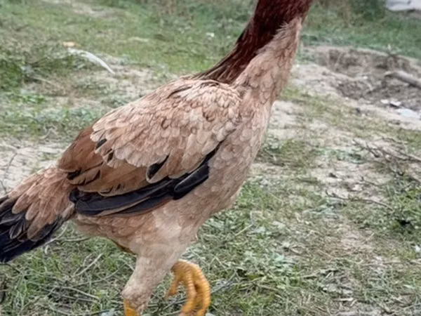 Chickens
